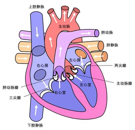 人的心臟位置|心脏（脊椎动物的中心器官）